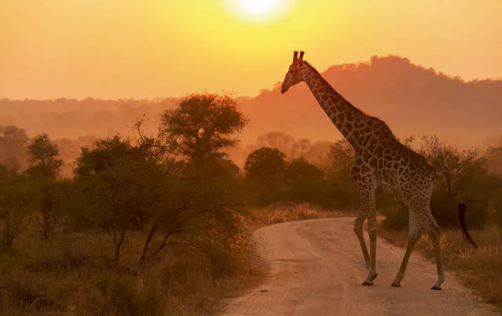 Giraffe am Sonnenaufgang - © Michael Robbins - Fotolia