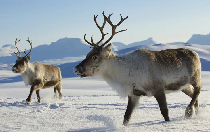 Rentiere  - © Dmitry Chulov - stock.adobe.com