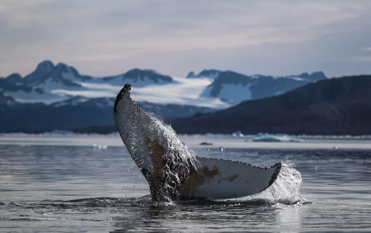 Buckelwalschwanz in Grönland - © Ulannaq - stock.adobe.com