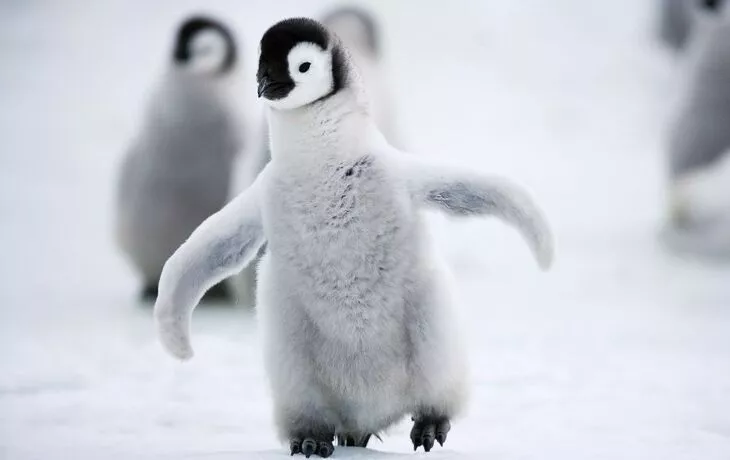 Kaiserpinguinküken - © aussieanouk - Fotolia