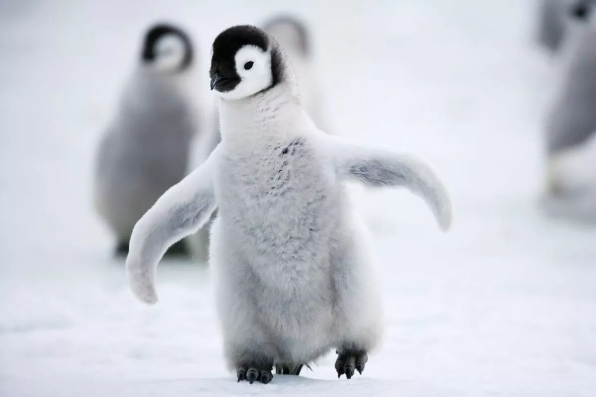 Kaiserpinguinküken - © aussieanouk - Fotolia