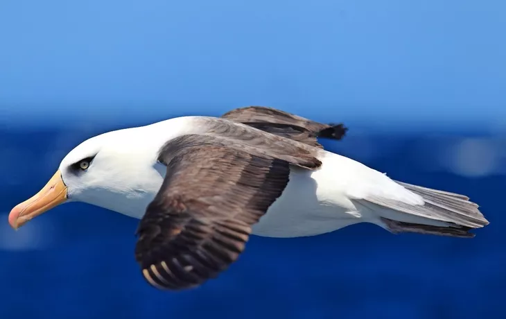 Albatros - © feathercollector - stock.adobe.com