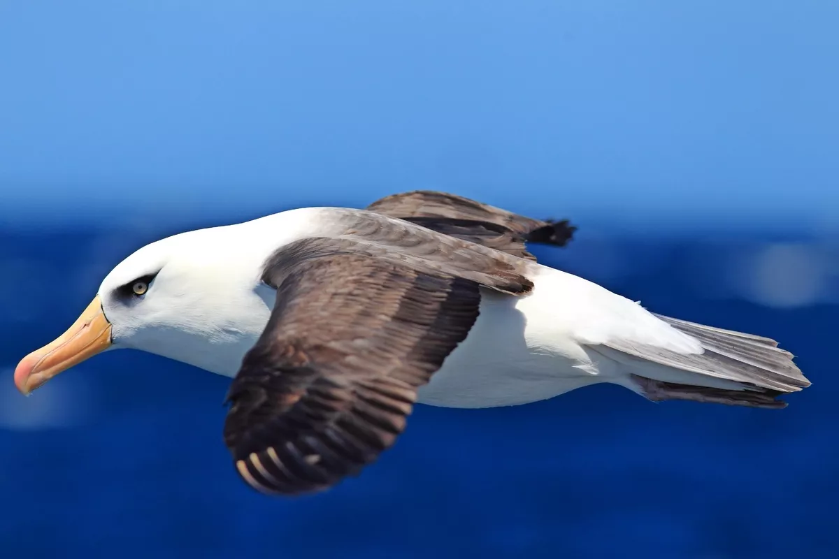 Albatros - © feathercollector - stock.adobe.com