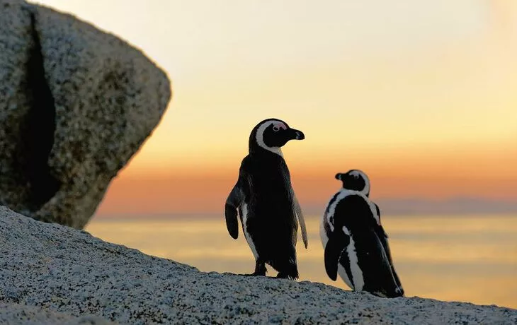 Pinguine - © Uryadnikov Sergey - Fotolia