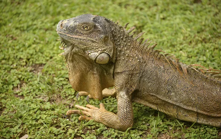 Leguan - ©                                                       