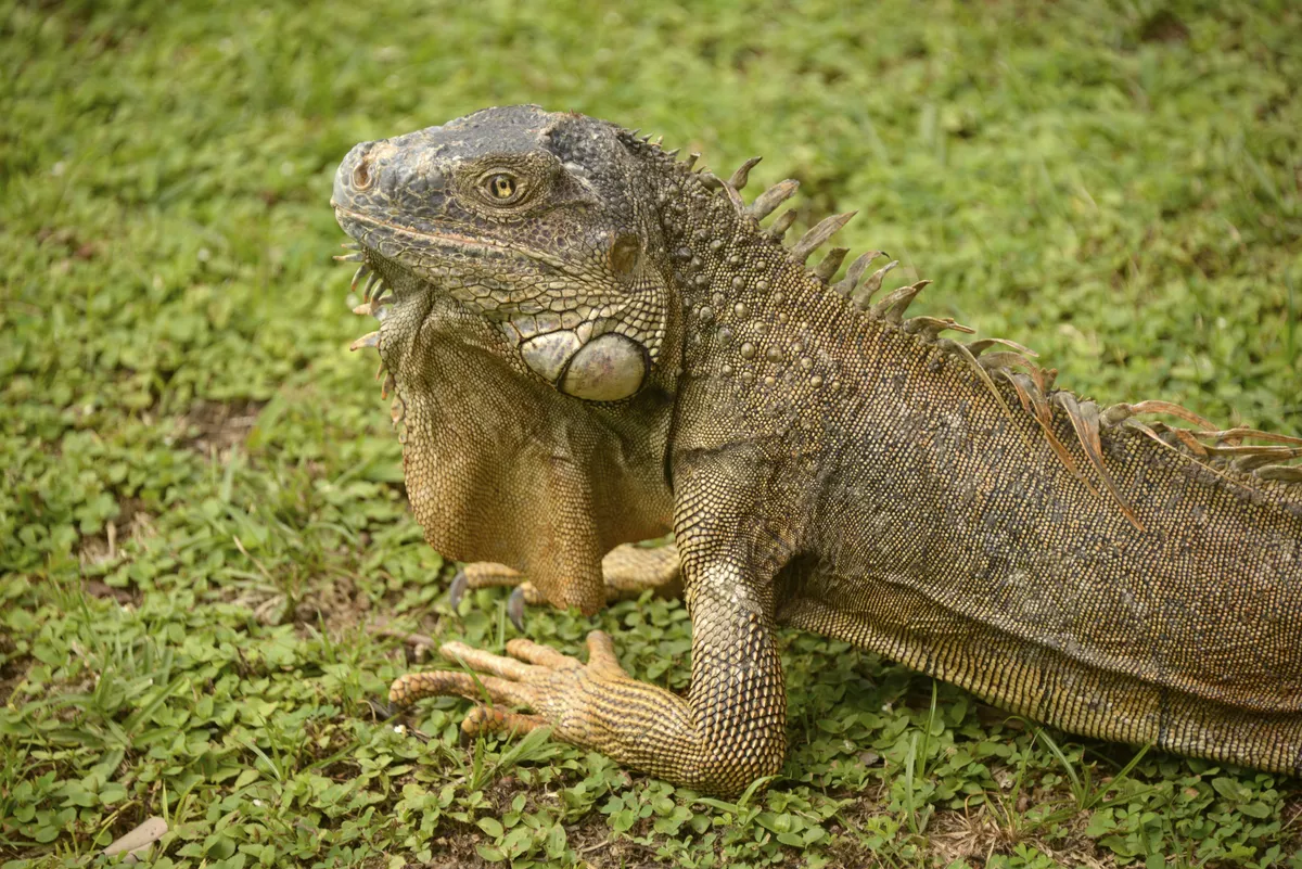 Leguan - ©                                                       