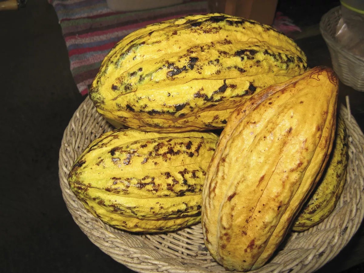 Kakao Frucht