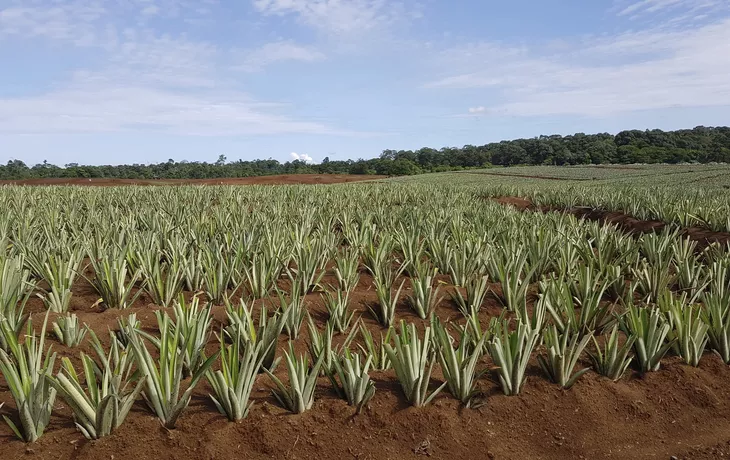 Ananas-Plantage Roswitha - © 